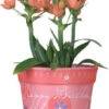 Flower Pot Cover - Happy Birthday -SkyHigh Kites 80019p happybirthday